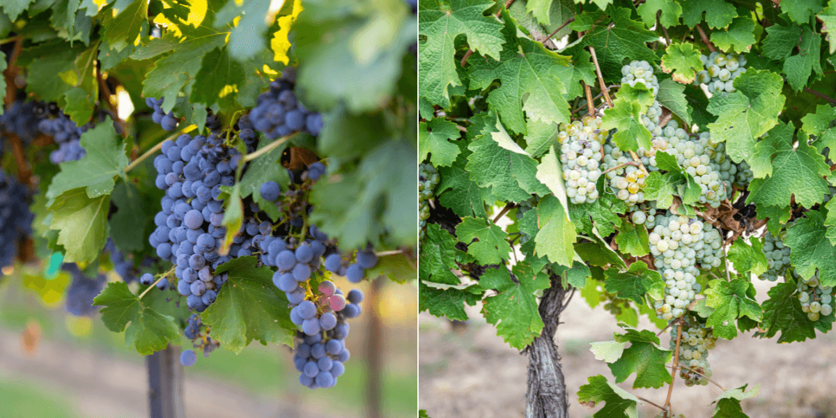 Idaho grapes on the vine