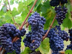 Photo for: How Green is Your Winery? Customers Now Want to Know