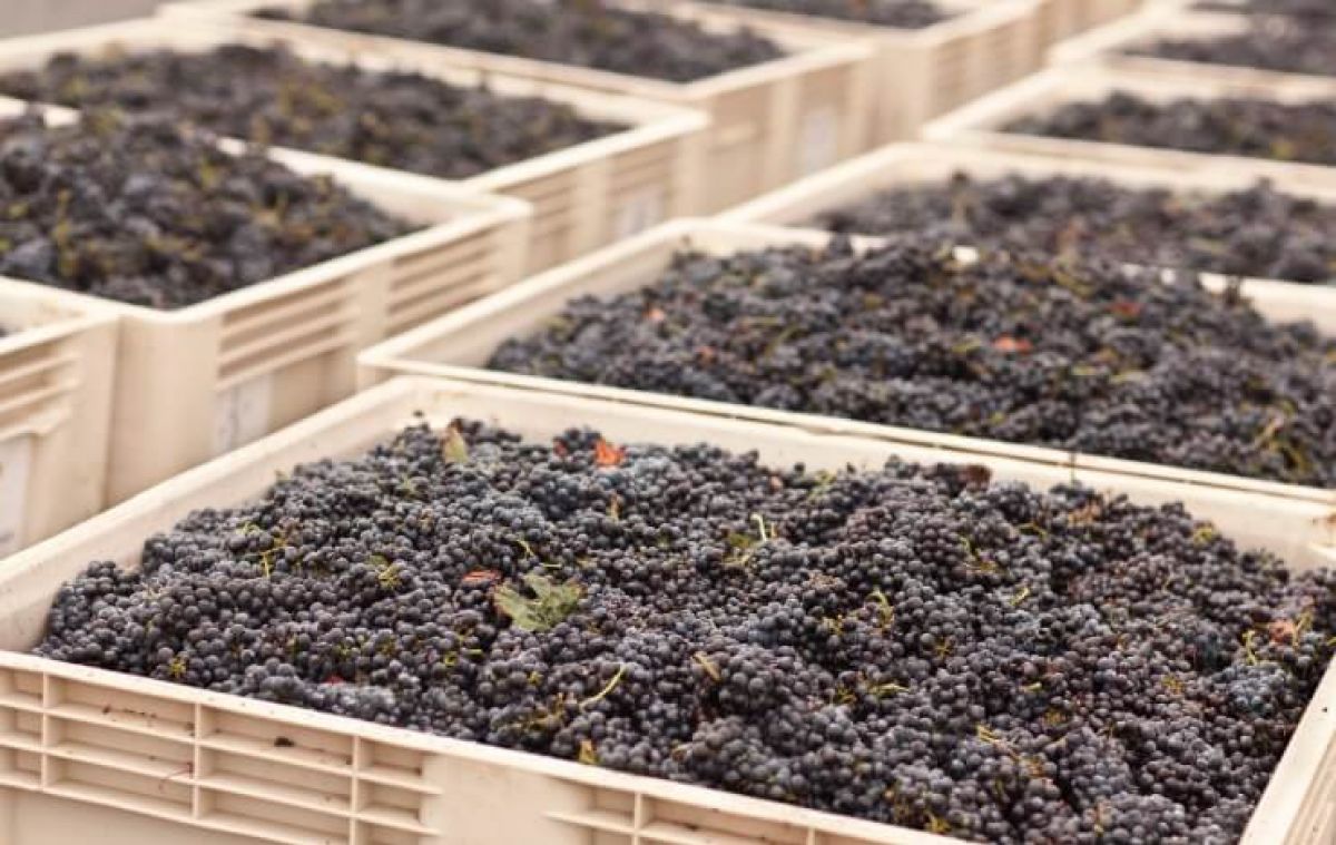 10 Factors That One Should Consider when Selecting a Bulk Wine Supply