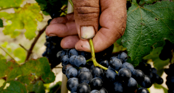 Photo for: An Insider’s Look: The Challenges of the Wine Import Business