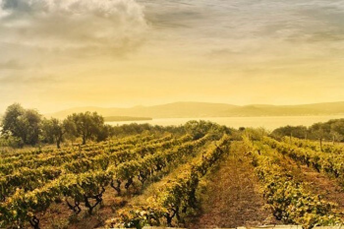 Photo for: 10 Tips for Wineries To Implement a Successful Digital Marketing Strategy