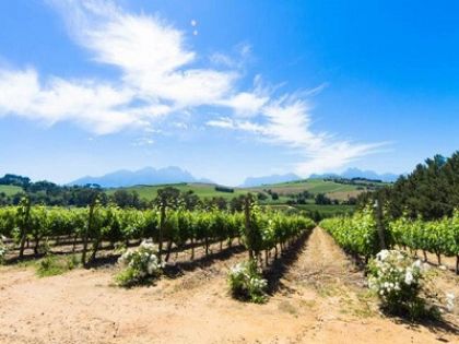 Photo for: A Winery Without A Vineyard