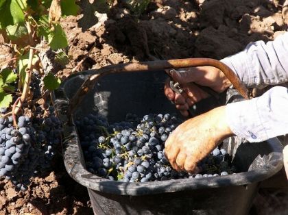 Photo for: How to Sell Limited Production Import Wine in the US Market