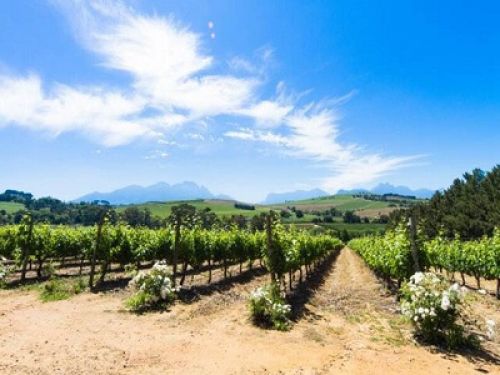 Photo for: A Winery Without A Vineyard