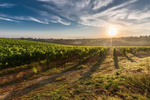 Photo for: List Of Winegrowers Association in Central Coast California